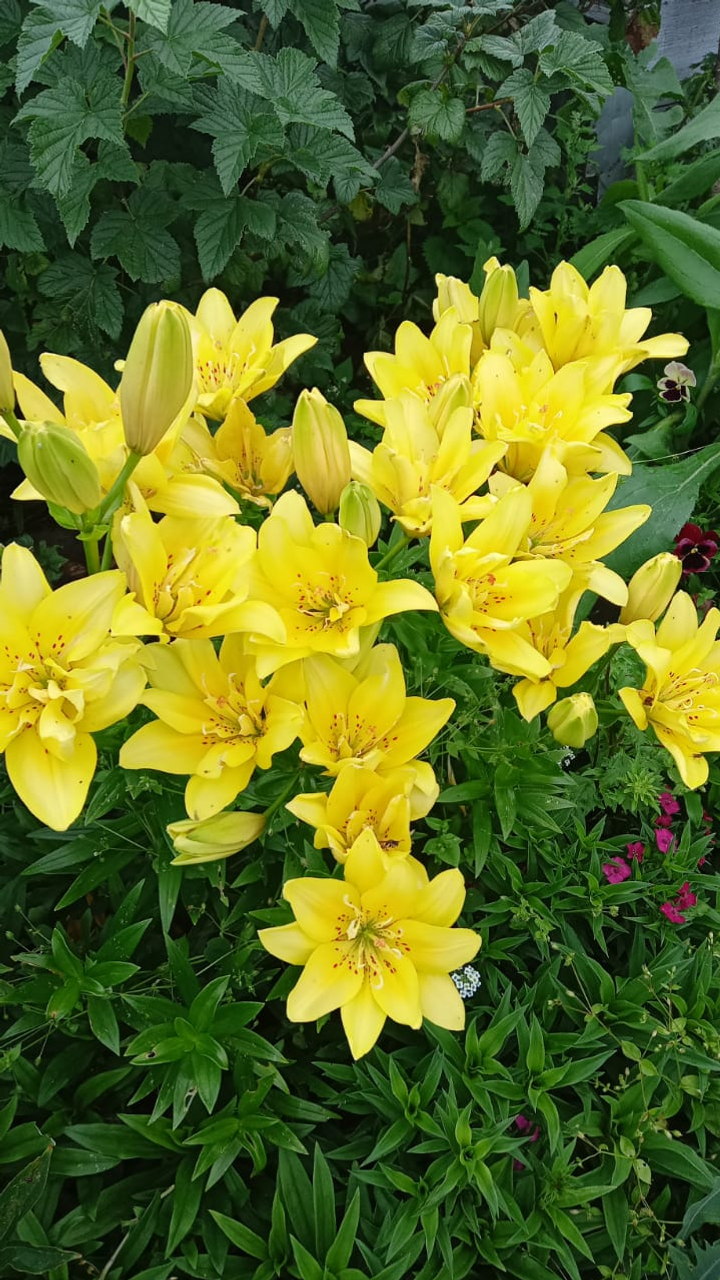 Август айына һынамыштар