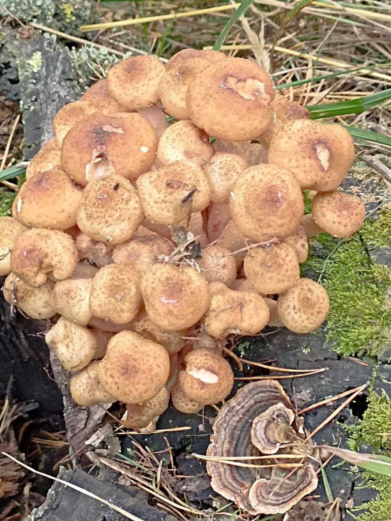 Сентябрь айына халыҡ һынамыштары