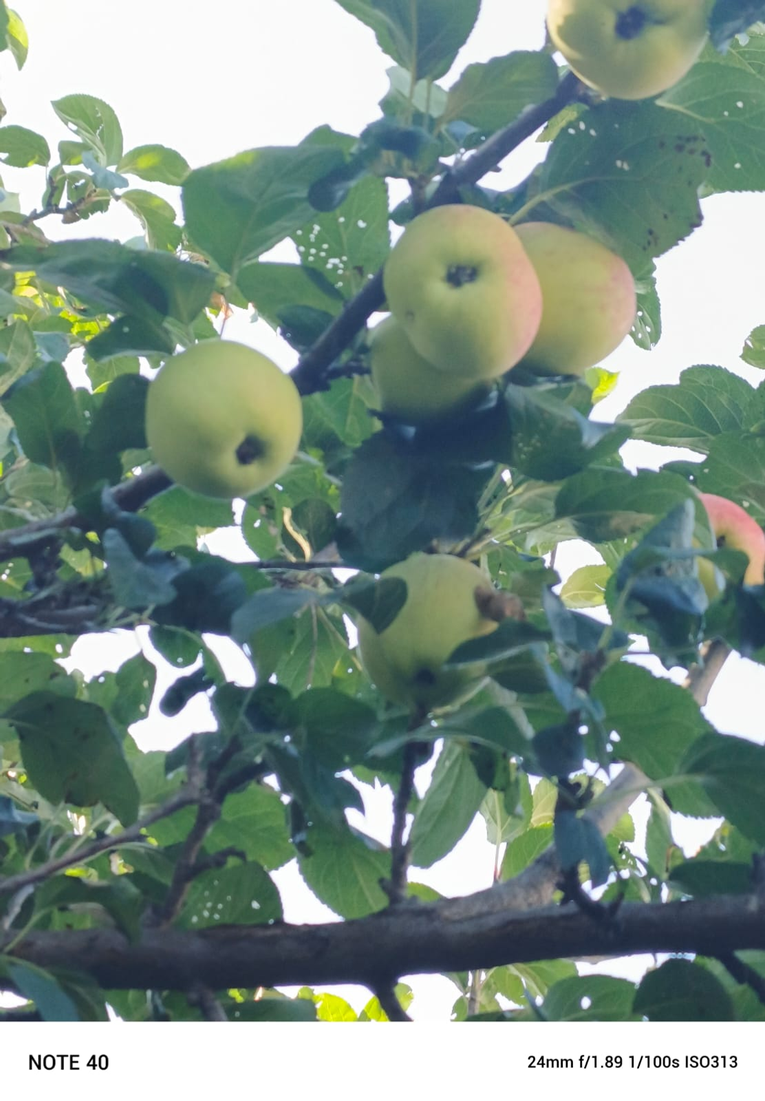 Август айына һынамыштар