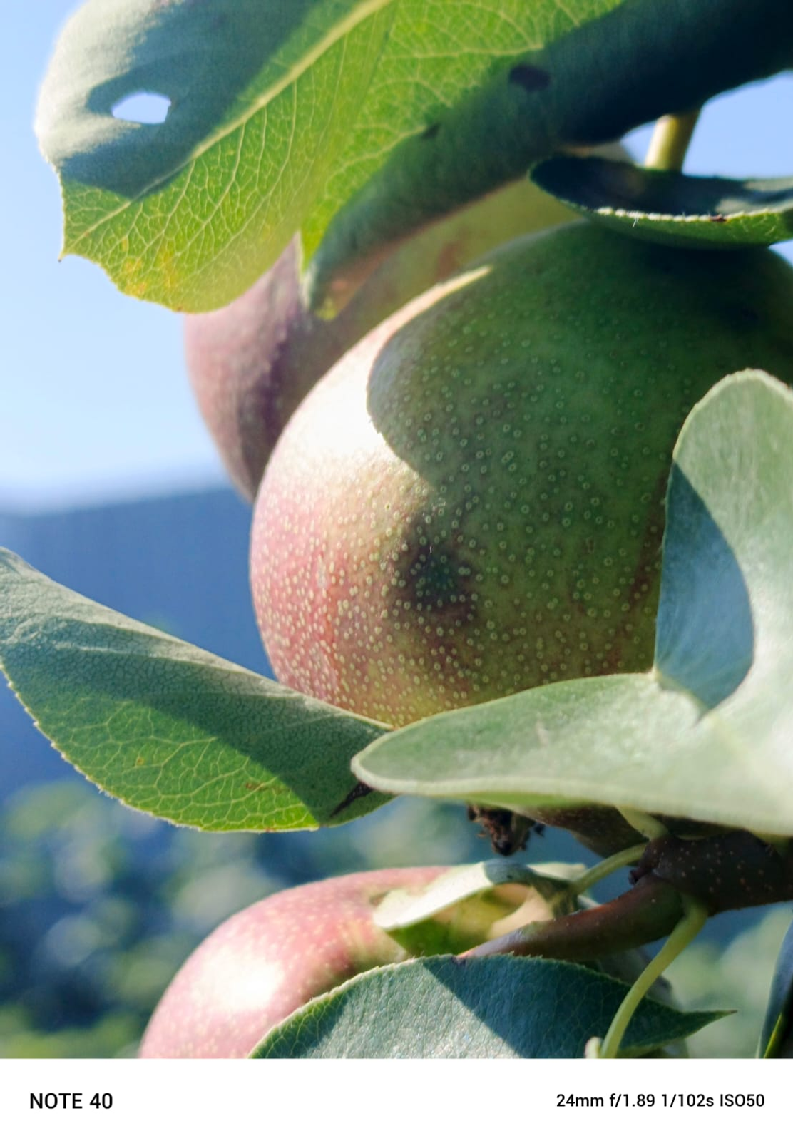 Август айына һынамыштар