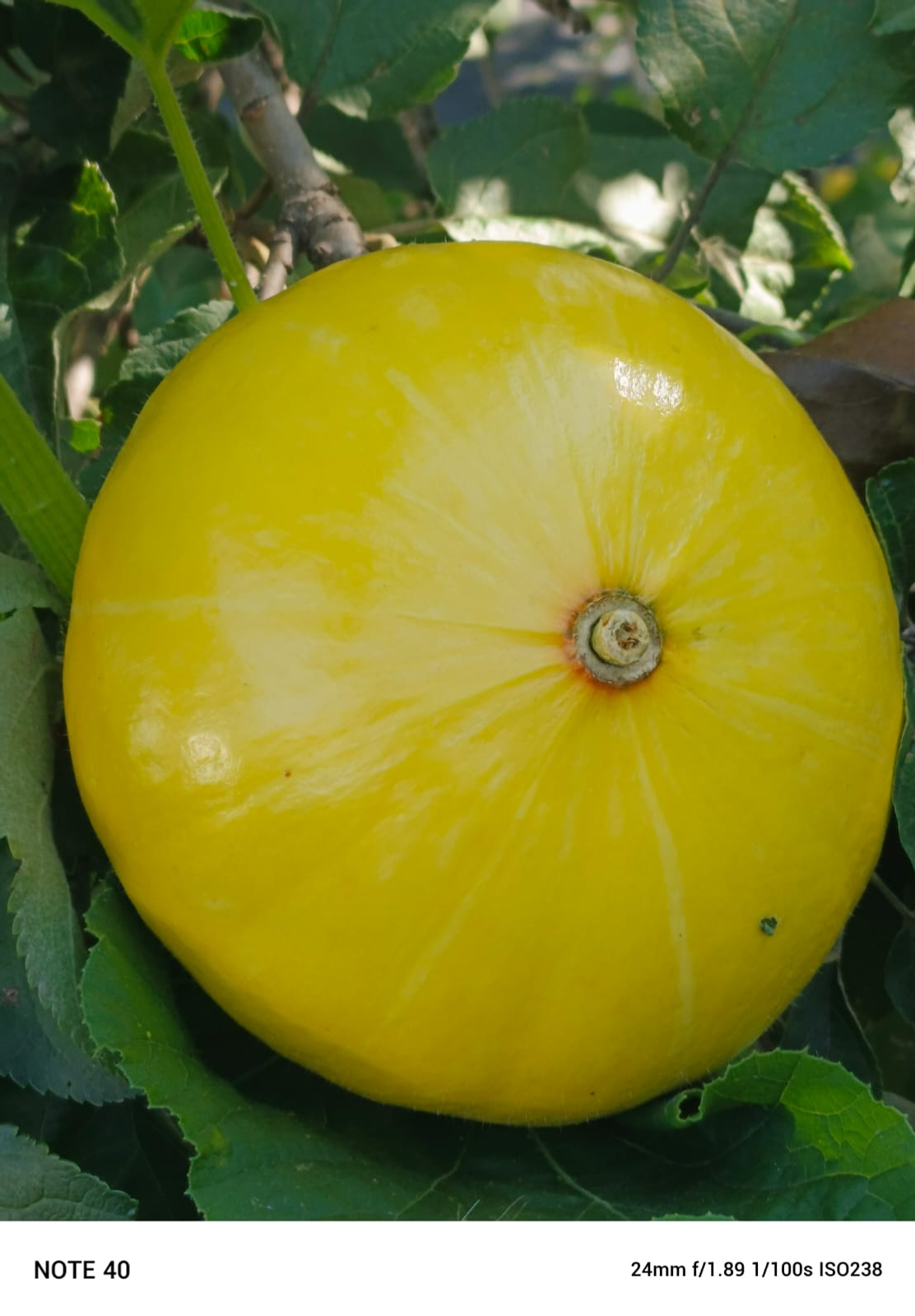 Август айына һынамыштар